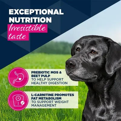 Eukanuba Senior Γαλοπούλα με Καρότα