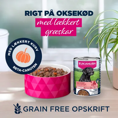 Eukanuba Senior Rig på okse med græskar