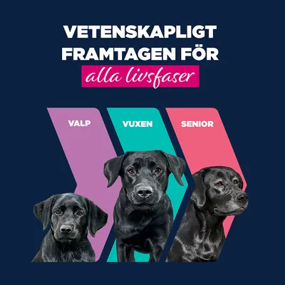 Eukanuba Senior Rich in nötkött med pumpa