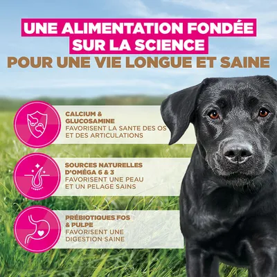 Eukanuba Grain Free Adult Large Poulet