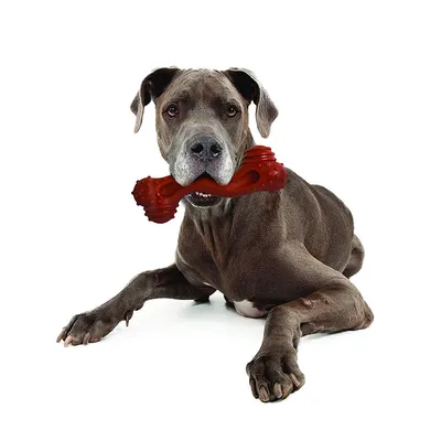Perro sostiene un juguete masticable rojo en forma de hueso en la boca, apto para actividades de masticación.