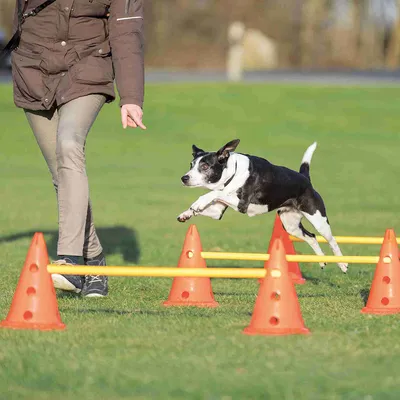 Hund springt über Hindernisse aus orangefarbenen Kegeln und gelben Stangen auf einer Wiese, begleitet von einer Person. Demonstration eines Trainingssets für Hunde.