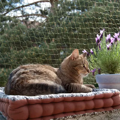 Chat tigré allongé sur un coussin épais devant une plante en pot, filet de protection visible à l’arrière-plan. Convient pour illustrer la sécurité extérieure pour chats. Chat tigré allongé sur un coussin épais devant une plante en pot, filet de protection visible à l’arrière-plan. Convient pour illustrer la sécurité extérieure pour chats.