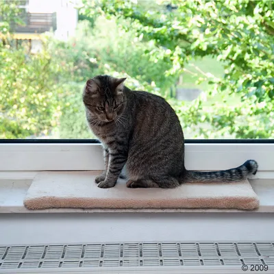 Chat tigré assis sur un coussin rectangulaire beige posé sur un rebord de fenêtre intérieur, devant une vitre avec vue sur jardin.