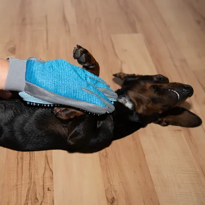 Blå och grå gummihandske med borst används på en svartbrun hund som ligger på rygg på trägolv. Handsken har synliga piggar på handflatan.