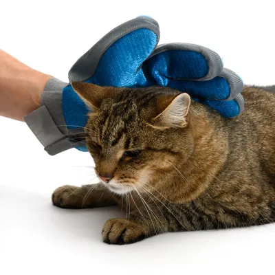 Hand mit blauem Pflegehandschuh streichelt eine Katze, zeigt Anwendung des Handschuhs zur Fellpflege.