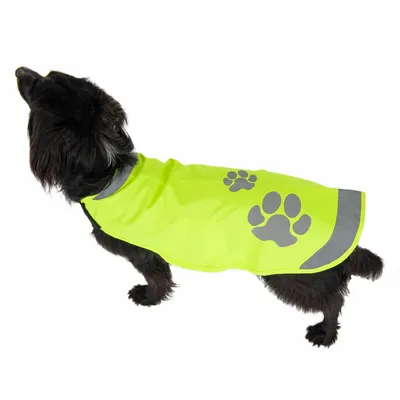 Hund med lysende gul frakke, reflekterende pote-motiver og striber for bedre synlighed.