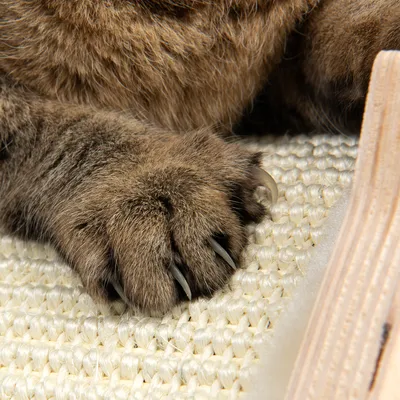 Nahaufnahme einer Katzenpfote mit Krallen auf einem Sisal-Kratzbrett.
