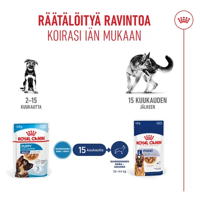 Royal Canin Puppy Maxi koirille 2–15 kuukauden iässä, Royal Canin Maxi Adult 15 kuukaudesta alkaen, kaavio näyttää ruokinnan vaihdon iän ja painon mukaan, 26–44 kg.