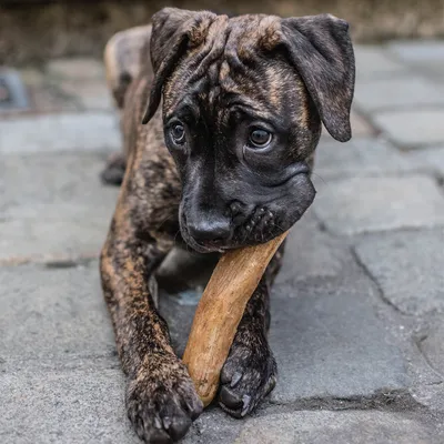 Hund mit braunem Fell kaut auf einem Kauspielzeug aus Holz. Produktanwendung wird demonstriert.