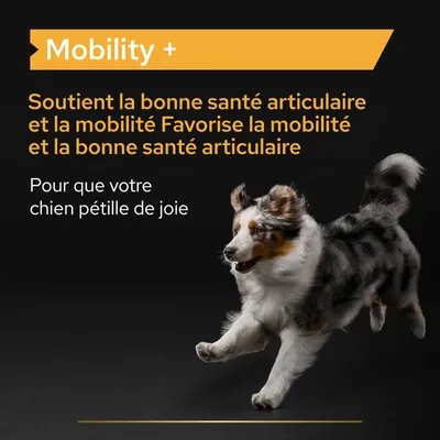 Mobility+ Soutient la bonne santé articulaire et la mobilité. Favorise la mobilité et la bonne santé articulaire. Pour que votre chien pétille de joie.