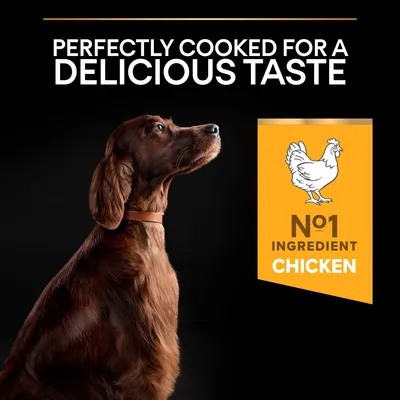 PERFECTLY COOKED FOR A DELICIOUS TASTE, Nº1 INGREDIENT CHICKEN felirat angolul, sárga háttéren csirke rajzzal. Kutya látható a képen.