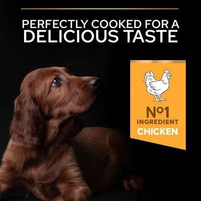 Teksti: Perfectly cooked for a delicious taste. N°1 ingredient chicken. Kuvassa ruskea koira ja kanakuvake oranssilla taustalla.