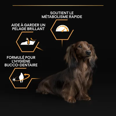 Chien assis avec trois encadrés : aide à garder un pelage brillant, soutient le métabolisme rapide, formulé pour l’hygiène bucco-dentaire. Illustrations associées à chaque texte.