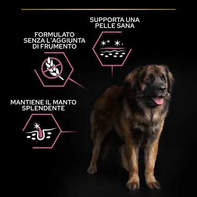 Cane con tre callout: formulato senza l’aggiunta di frumento, supporta una pelle sana, mantiene il manto splendente.