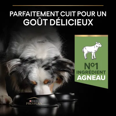 Texte : Parfaitement cuit pour un goût délicieux. N°1 ingrédient agneau. Chien mangeant dans une gamelle Purina Pro Plan.