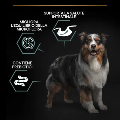 Cane con tre callout: migliora l'equilibrio della microflora, supporta la salute intestinale, contiene prebiotici.