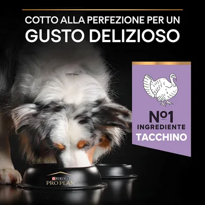 Cotto alla perfezione per un gusto delizioso. N°1 ingrediente tacchino. Cane che mangia da ciotola Purina Pro Plan.