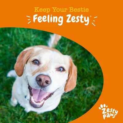 Keep Your Bestie Feeling Zesty. Zesty Paws márkanév narancssárga háttéren, kutya zöld fűben látható.