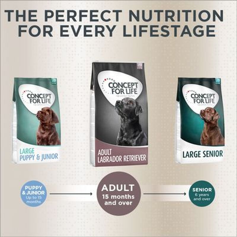 Concept for Life Labrador Retriever Adult