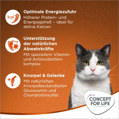 Texte en allemand : apport énergétique optimal, soutien des défenses naturelles, cartilage et articulations. Concept for Life. Chat gris et blanc sur fond orange.