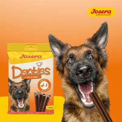 Josera Denties mit Ente und Karotte, getreidefrei. Packung mit 7 Sticks. Hund hält einen Stick im Maul. Josera Logo oben rechts.