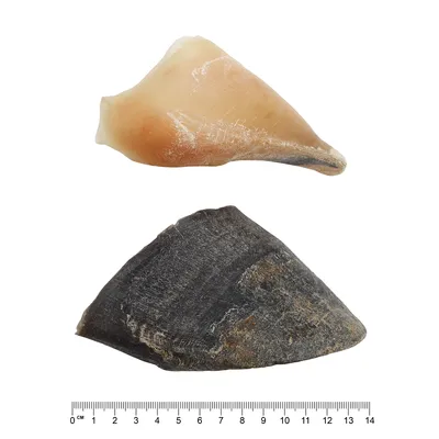 Two pieces of cattle horn, one light brown and one dark brown, with a centimetre scale from 0 to 14 below for size reference.