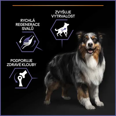 Pes s textem: RYCHLÁ REGENERACE SVALŮ, PODPORUJE ZDRAVÉ KLOUBY, ZVYŠUJE VYTRVALOST. Grafické ikony svalů, kloubu a běžícího psa.