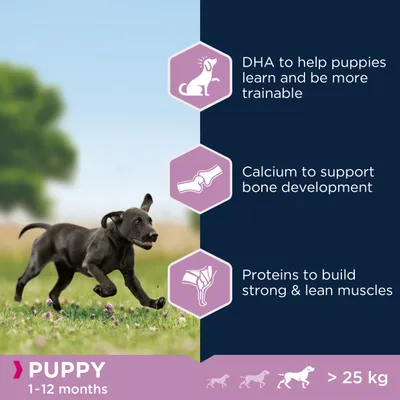 PUPPY 1–12 months, >25 kg. DHA to help puppies learn and be more trainable, Calcium to support bone development, Proteins to build strong & lean muscles. Az angol szöveg a képen látható.