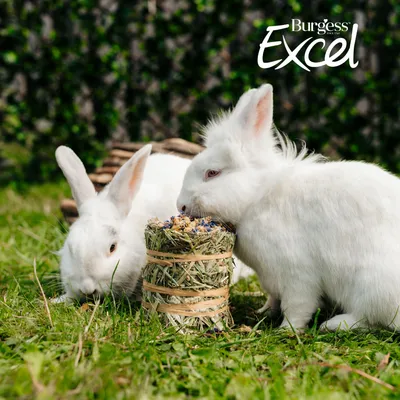 Burgess Excel Forage & Feast Mini Bale with Marigold - 100g