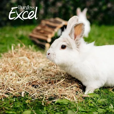 Burgess Excel Hedgerow Herbs Feeding Hay - 2.7kg Burgess Excel Hedgerow Herbs Feeding Hay - 2.7kg