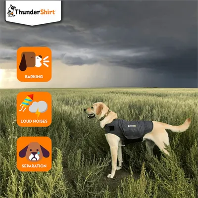 Dog wearing a ThunderShirt in a field, with icons indicating it helps with barking, loud noises, and separation issues.