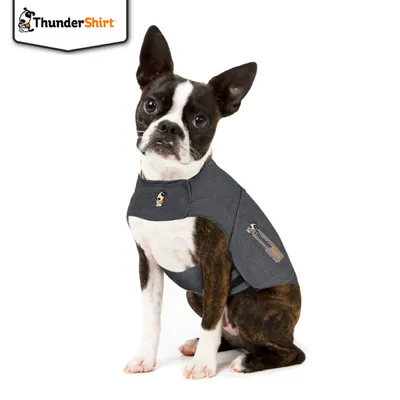 Animal wearing a grey ThunderShirt garment, demonstrating how the product fits and is worn. ThunderShirt branding visible on chest and side of the garment.