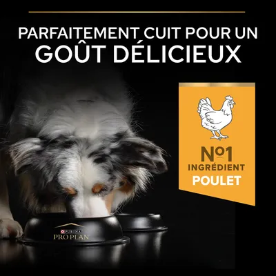 Texte : Parfaitement cuit pour un goût délicieux. N°1 ingrédient poulet. Chien mangeant dans une gamelle Purina Pro Plan.