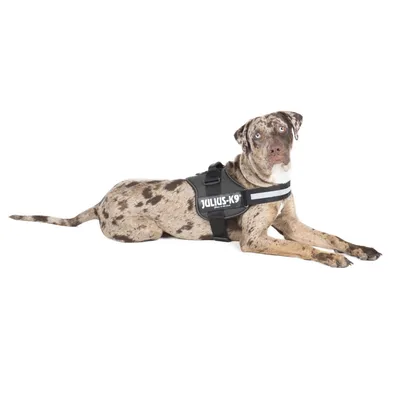 Dog with Julius-K9 harness in black, lying down. Visible: reflective stripes and brand logo on the harness.