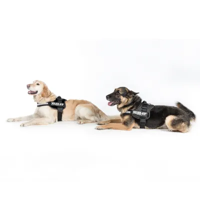 Two dogs wearing Julius-K9 dog harnesses in black, lying on a white background.
