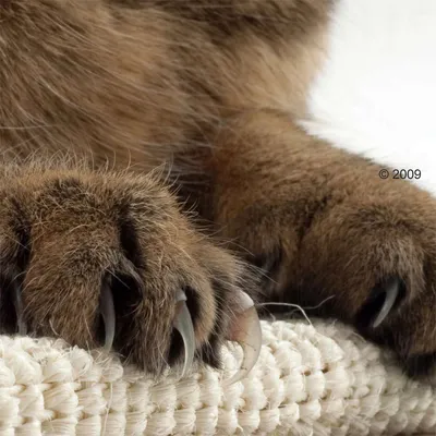 Close-up of cat paws with claws on a sisal scratching material.