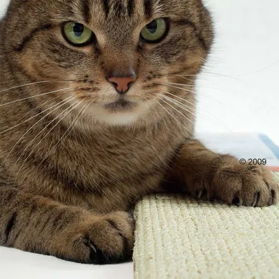 Close-up of a tabby cat placing its paw on a beige scratching mat.