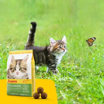 Sac Josera Kitten Grainfree avec photo de chaton, croquettes visibles devant l’emballage. Chaton tigré et papillon en arrière-plan sur herbe verte.