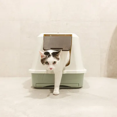 Macskatoalett lengőajtóval, fehér-zöld, macska elhagyja a toalettet. Alkalmas diszkrét használatra háziállatok számára.