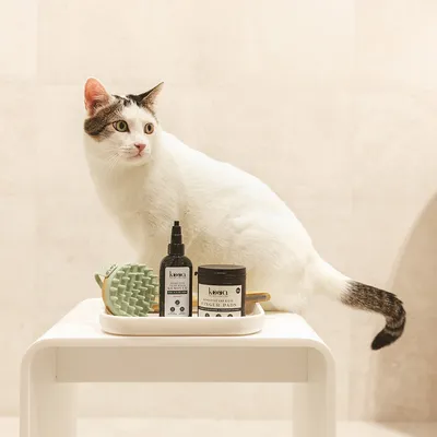 Kooa Pflegeprodukte für Haustiere: Finger Pads, Reinigungsspray und Massagebürste auf einem Tisch. Weiss-schwarze Katze im Hintergrund.