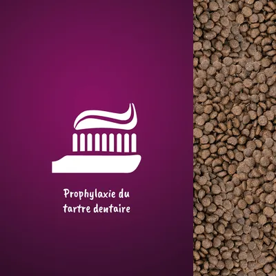 Illustration d’une brosse à dents avec texte : Prophylaxie du tartre dentaire, à côté de croquettes pour animaux.