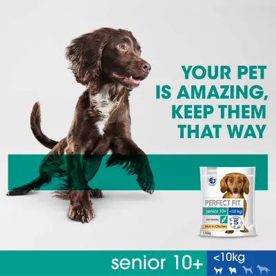 Text: YOUR PET IS AMAZING, KEEP THEM THAT WAY. Pack of Perfect Fit senior 10+ <10kg Rich in Chicken dog food, 1.4kg. Banner: senior 10+, <10kg with small dog icons.