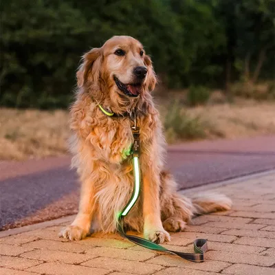 Hond met lichtgevende LED-halsband en bijpassende lijn in de schemering.