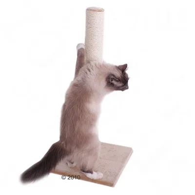 Katze nutzt einen Kratzbaum mit Sisalstamm und quadratischer Bodenplatte.