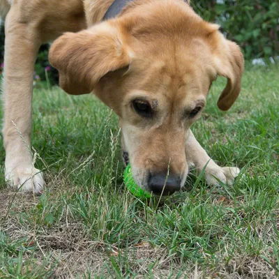 Hund auf einer Wiese, der etwas am Boden untersucht. Fokus liegt auf den Vorderbeinen und dem Gras.