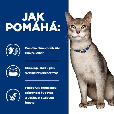 Jak pomáhá: Pomáhá chránit důležité funkce ledvin, stimuluje chuť k jídlu, zvyšuje příjem potravy, podporuje schopnost budovat a udržovat svalovou hmotu. Kočka s modrým obojkem.