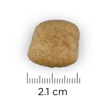 Едно парче суха храна с размер 2,1 см, показано върху скала за измерване.