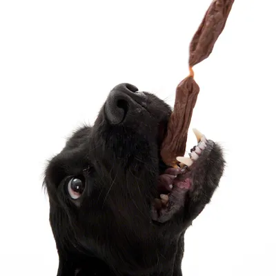 Black dog biting into a long brown chew snack.