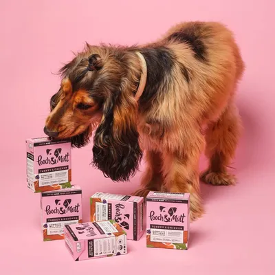 Dog interacting with several boxes of Pooch & Mutt Turkey & Chicken wet food, showing product packaging and pet engagement.